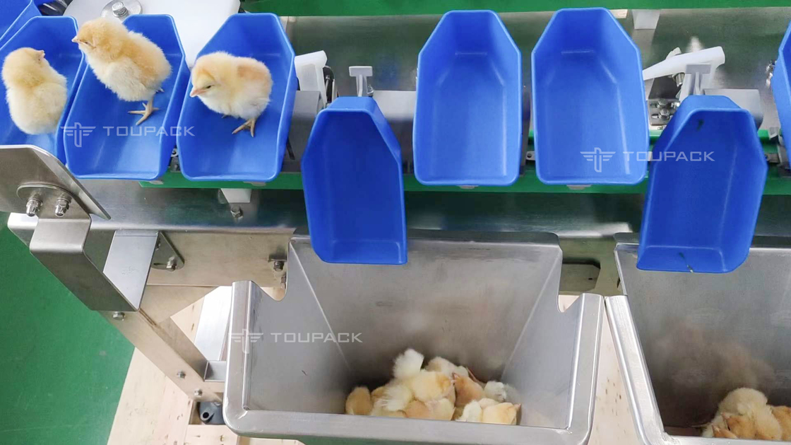 맞춘 무딘 톱날 모양 전복 닭고기류 중량 소팅 머신 자동 과일 날짜 정지기
